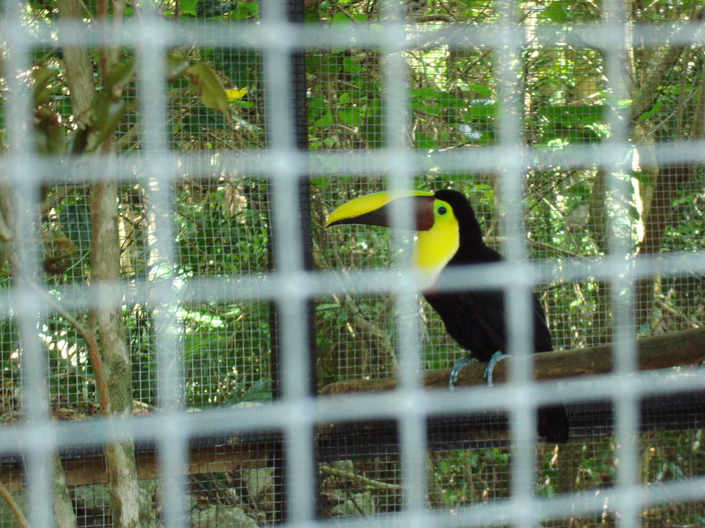 Мое путешествие в Доминикану в фотографиях: животные, зоопарк в Пунта Кане, шоу морских котиков, дельфинов и местных аборигенов. Часть первая