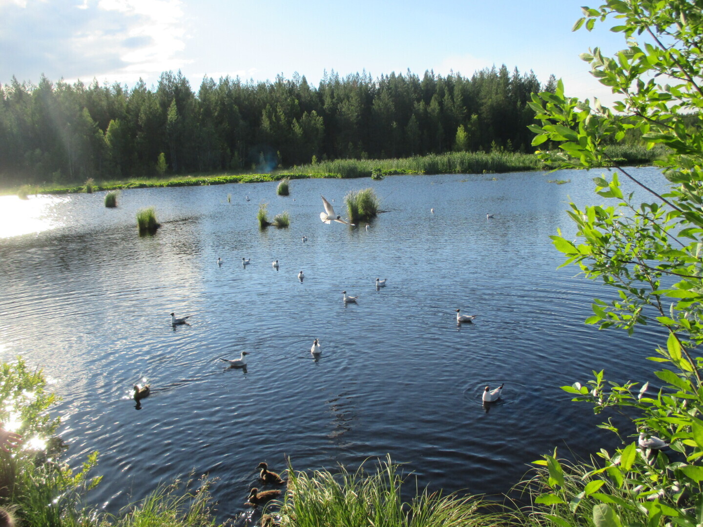 Лес у Выгозера