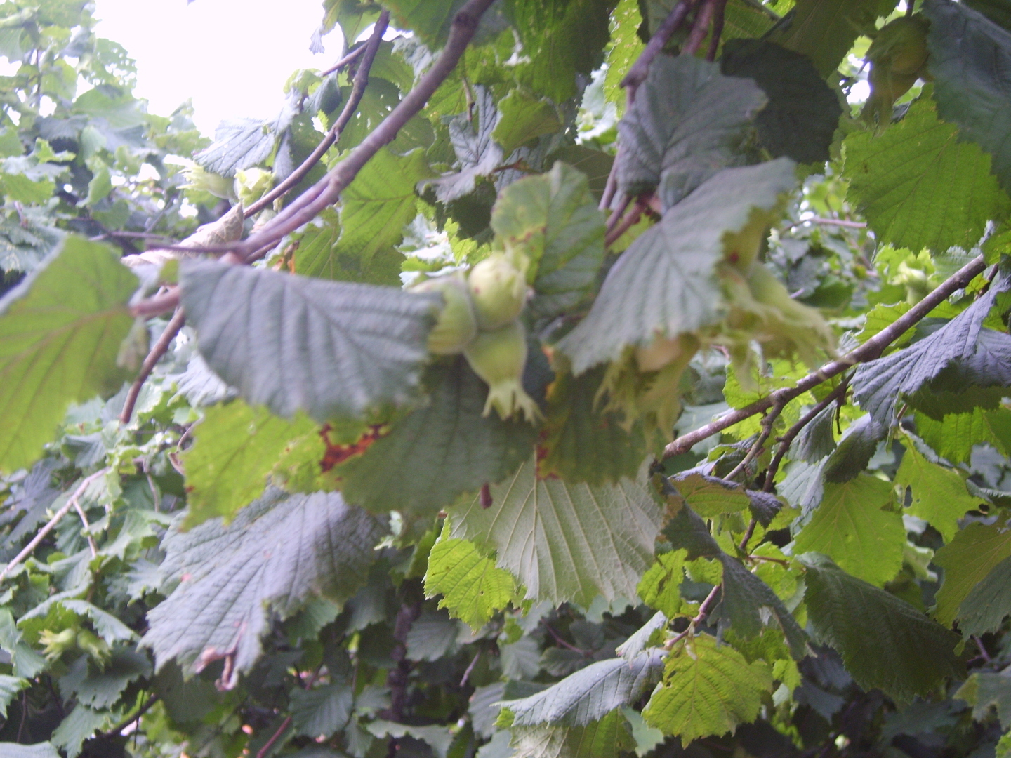 Наша экскурсия в аул Тхагапш. Удивительная природа и вкуснейшая форель!