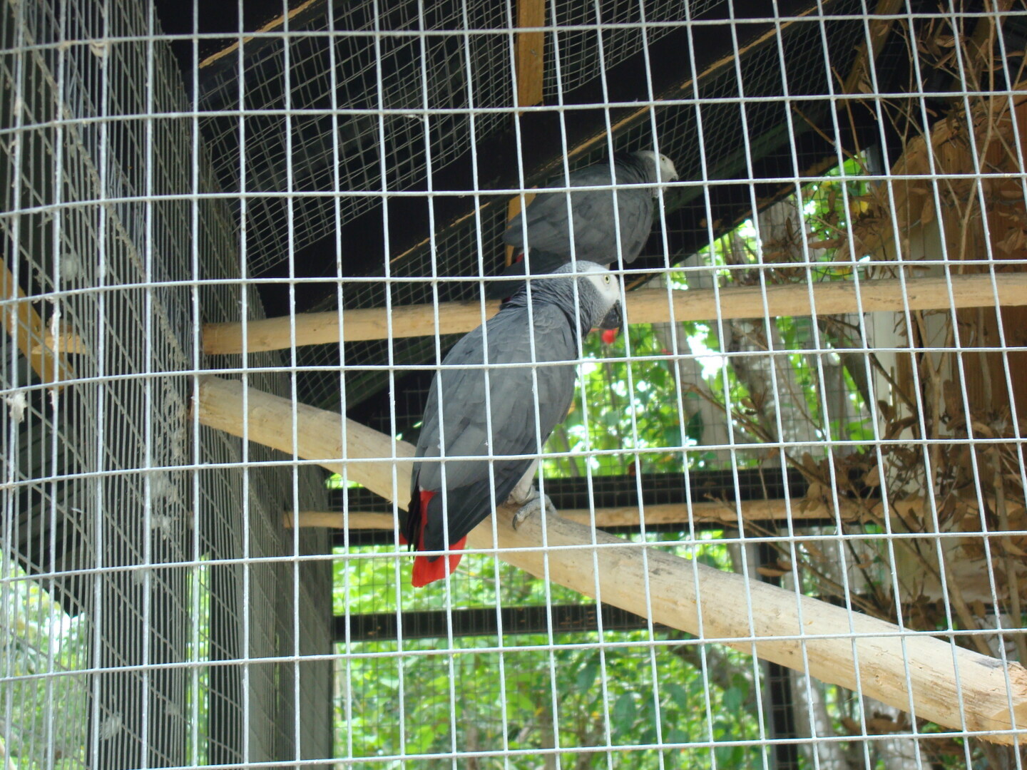 Мое путешествие в Доминикану в фотографиях: животные, зоопарк в Пунта Кане, шоу морских котиков, дельфинов и местных аборигенов. Часть первая