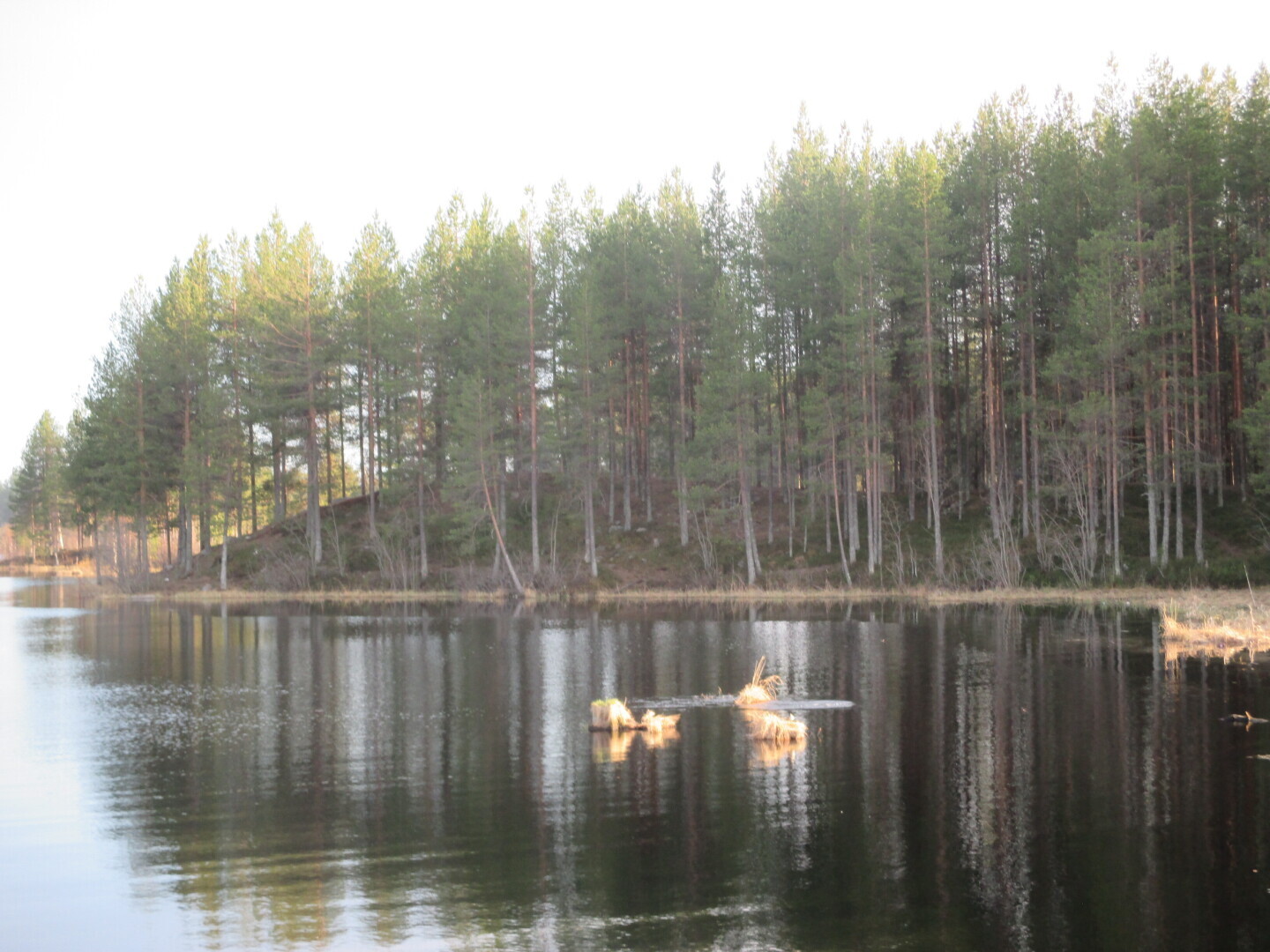 Лес у Выгозера