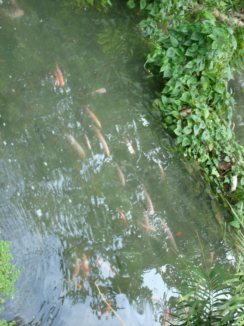 Мое путешествие в Доминикану в фотографиях: животные, зоопарк в Пунта Кане, шоу морских котиков, дельфинов и местных аборигенов. Часть первая