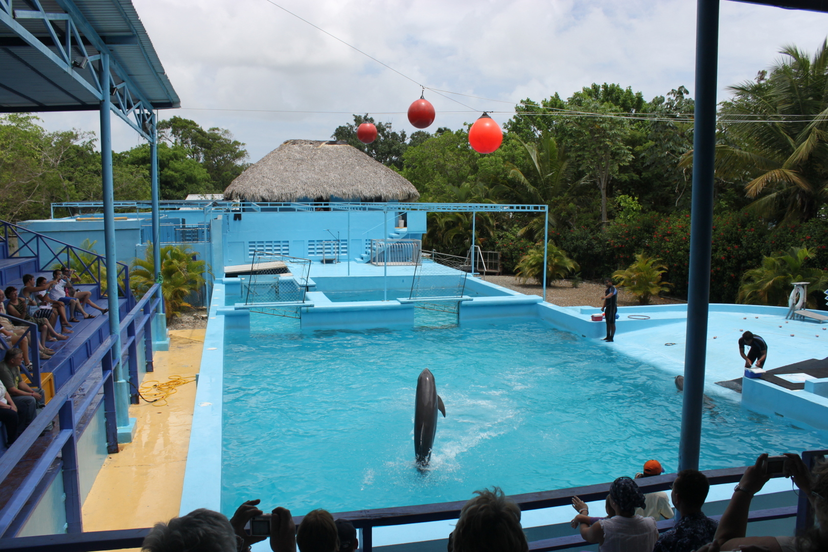 Мое путешествие в Доминикану в фотографиях: животные, зоопарк в Пунта Кане, шоу морских котиков, дельфинов и местных аборигенов. Часть первая