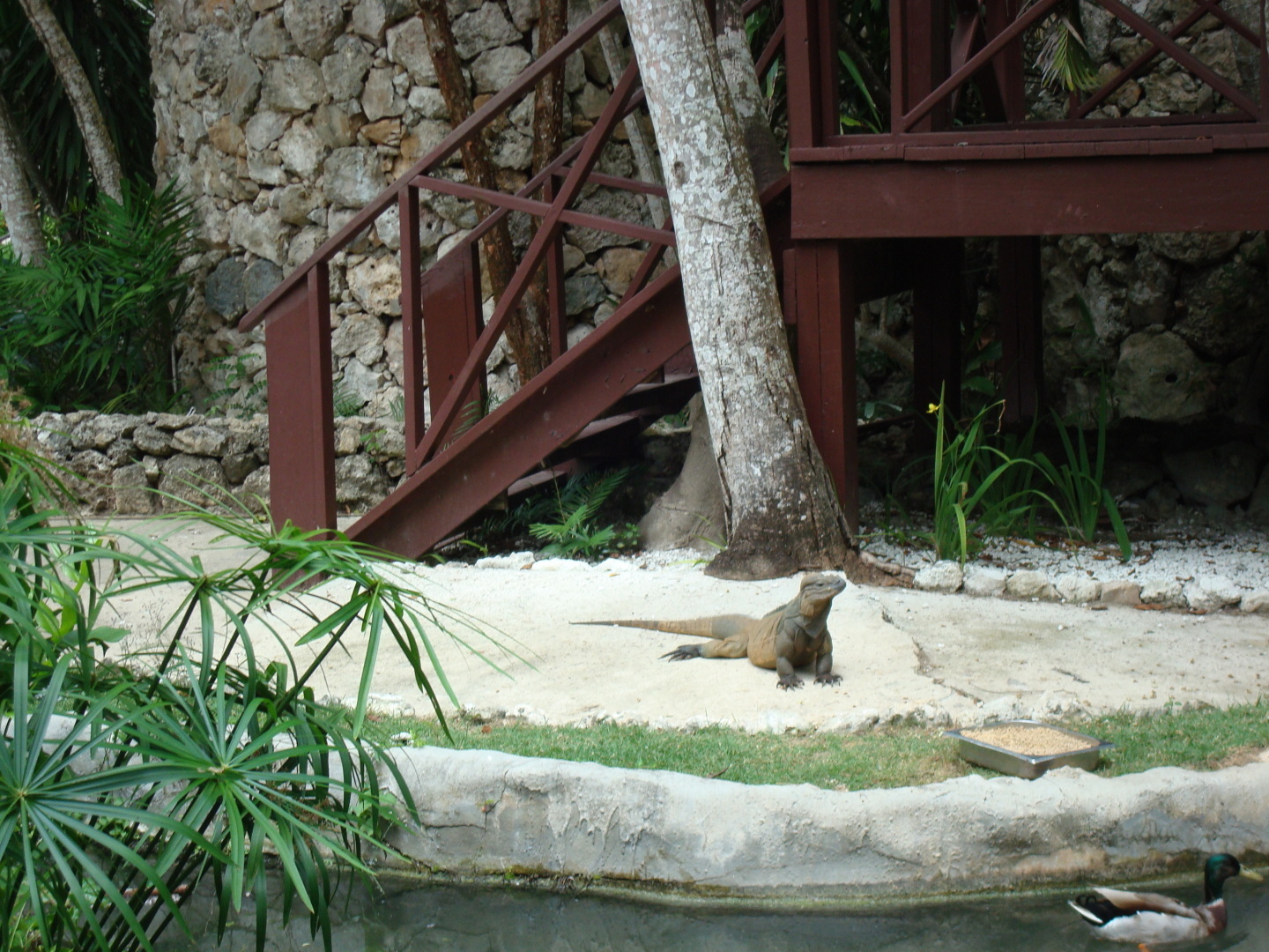 Мое путешествие в Доминикану в фотографиях: животные, зоопарк в Пунта Кане, шоу морских котиков, дельфинов и местных аборигенов. Часть первая