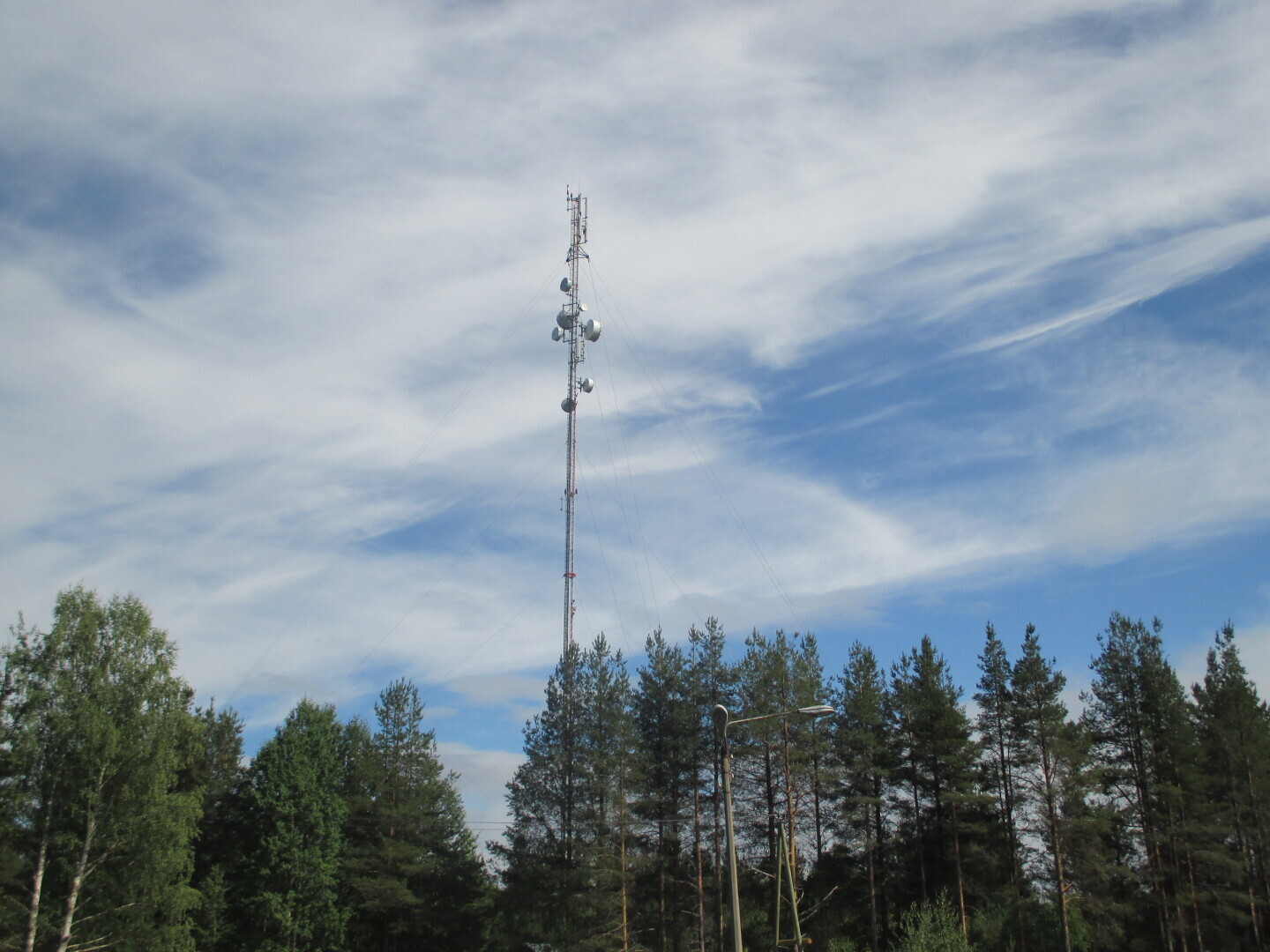 Лес у Выгозера