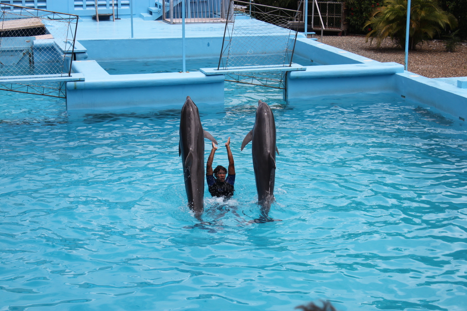 Мое путешествие в Доминикану в фотографиях: животные, зоопарк в Пунта Кане, шоу морских котиков, дельфинов и местных аборигенов. Часть первая
