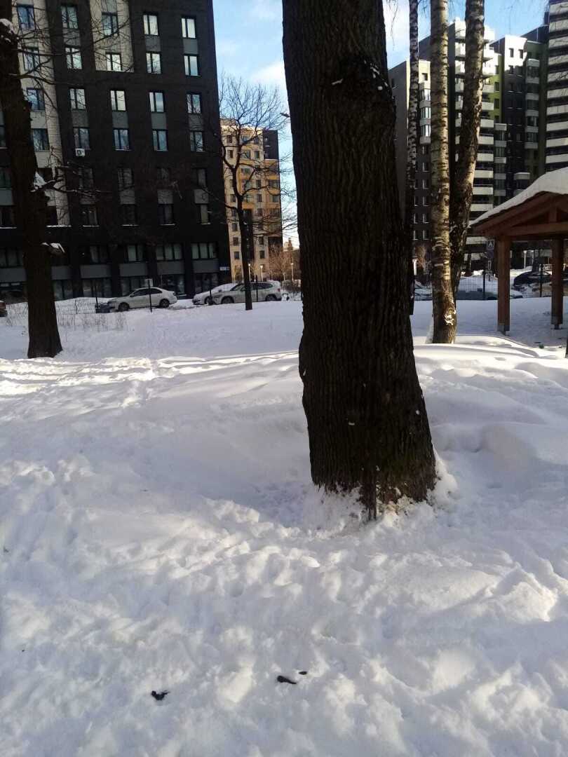 «Мороз и солнце - день чудесный...» Но весна идёт, и из-под снега начинают появляться разные «прелести»
