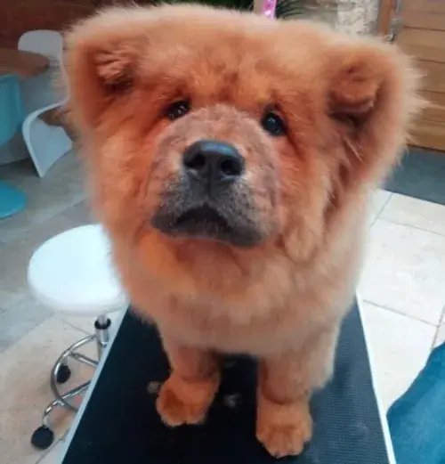 Топ 5 самых очаровательных историй о животных.