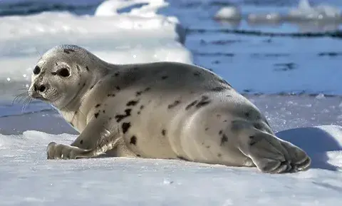Нерпа: 10 интересных фактов об этом необычном тюлене