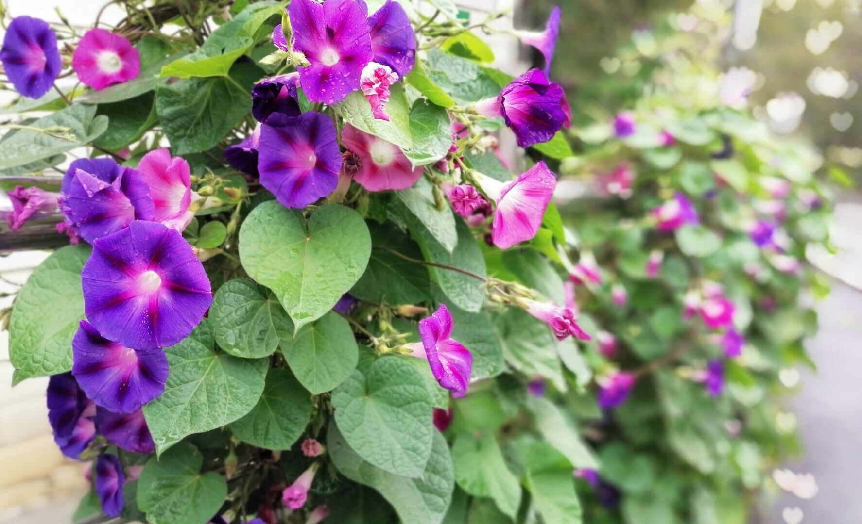 С ипомеей эпопея и не только с ней. Ст. 10.5.1 КоАП РФ , ст. 231 УК РФ