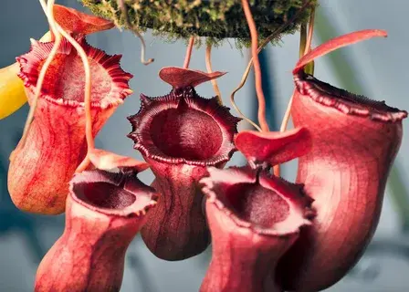 В поисках красоты: редкие и экзотические цветы мира”