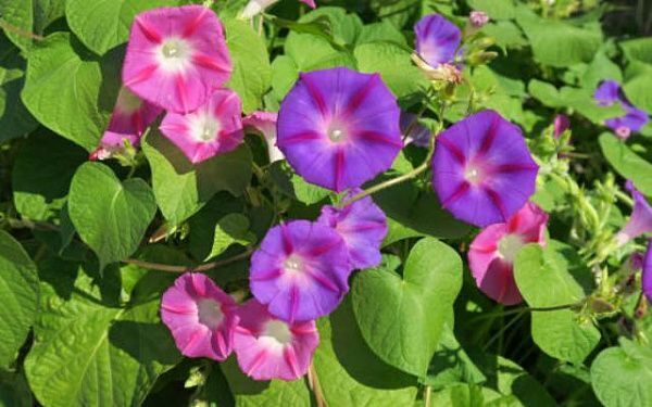 Эх, скоро дача? Запретные Цветы: Дачники сталкиваются с неожиданным вызовом.