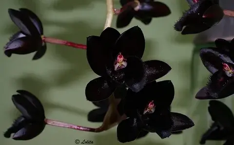 В поисках красоты: редкие и экзотические цветы мира”