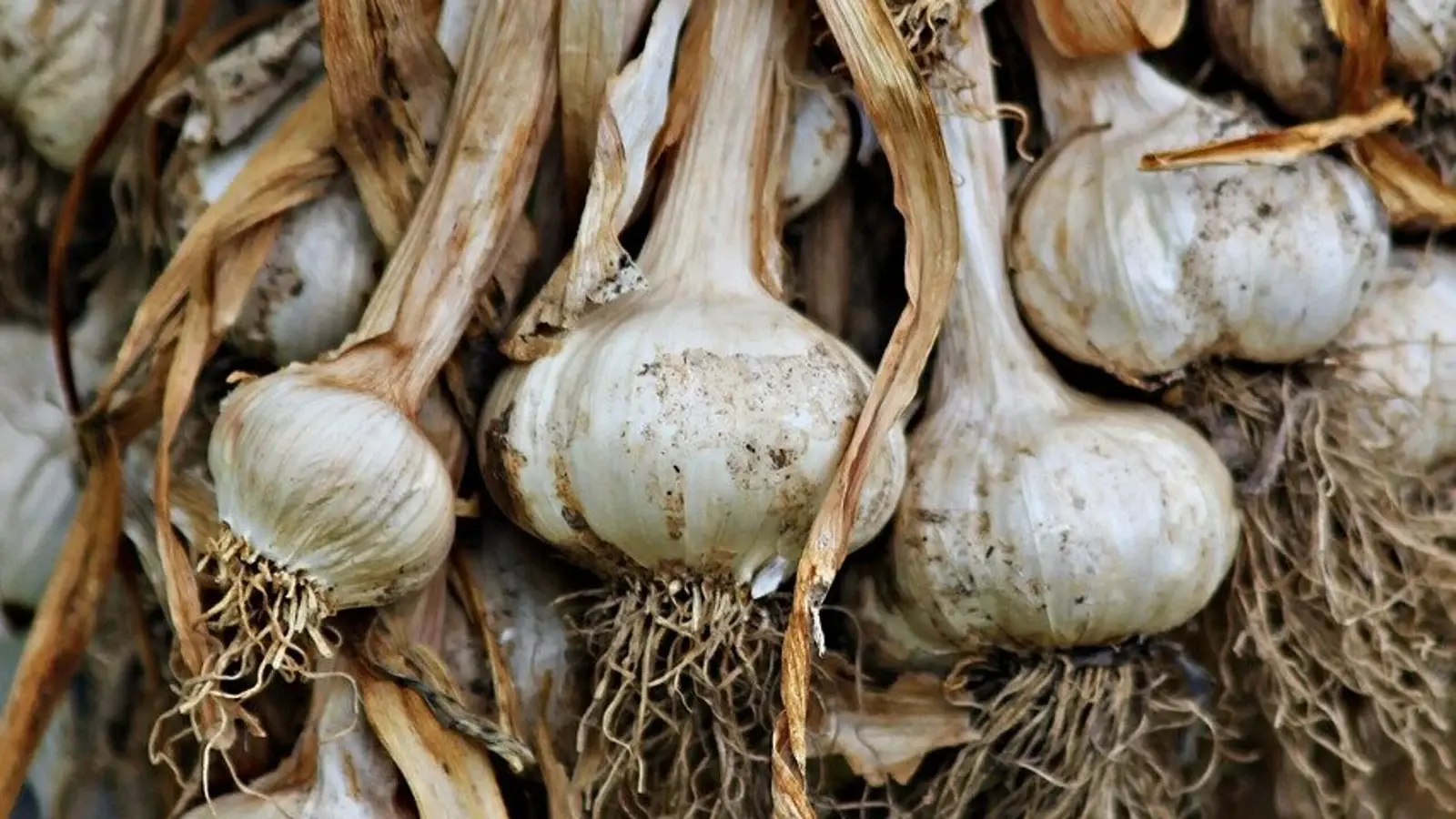 Почему нужно есть чеснок каждый день?