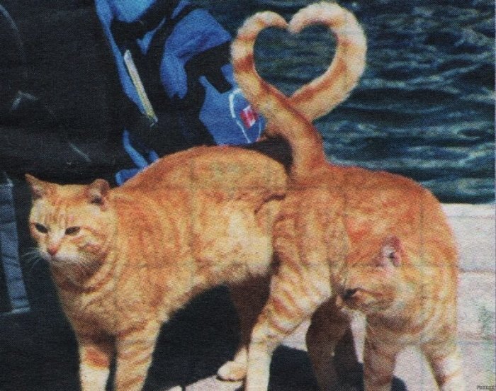 Коты-сердечки