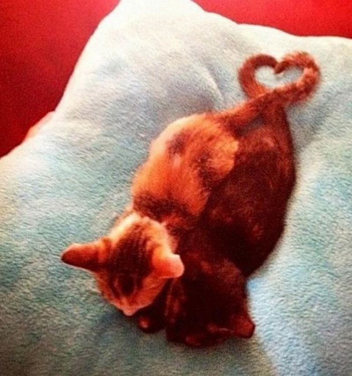 Коты-сердечки