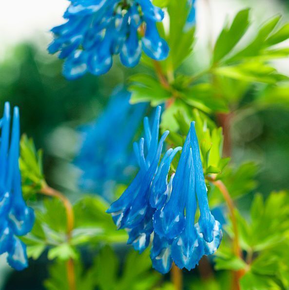 Влияние цветов на наше благополучие.