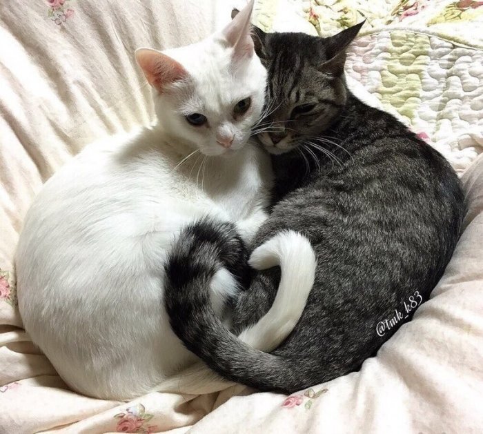 Коты-сердечки