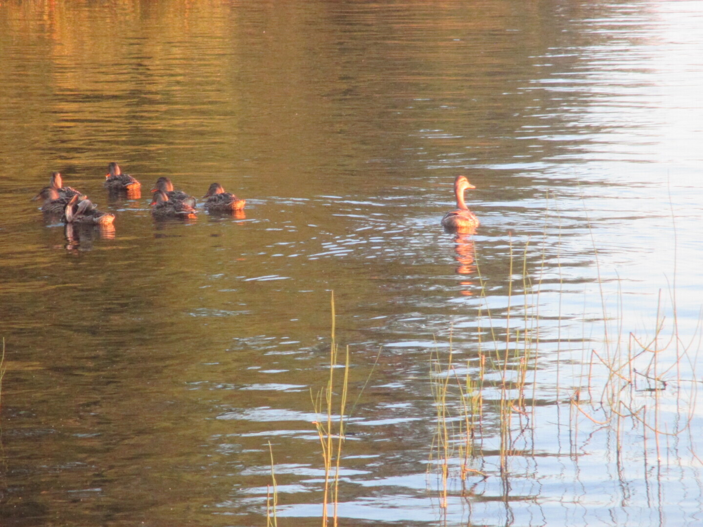 Окрестности нашей дачи