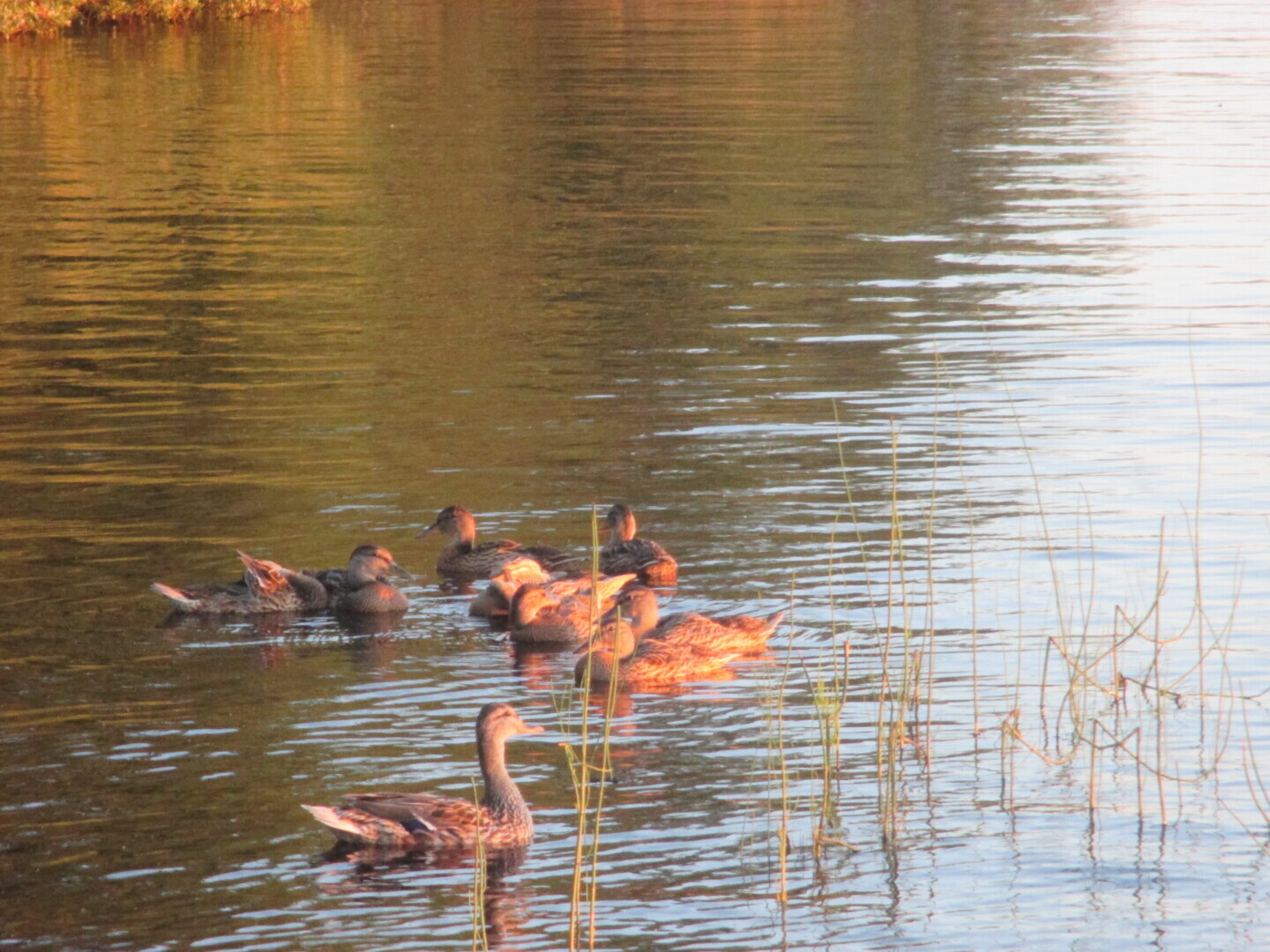 Окрестности нашей дачи
