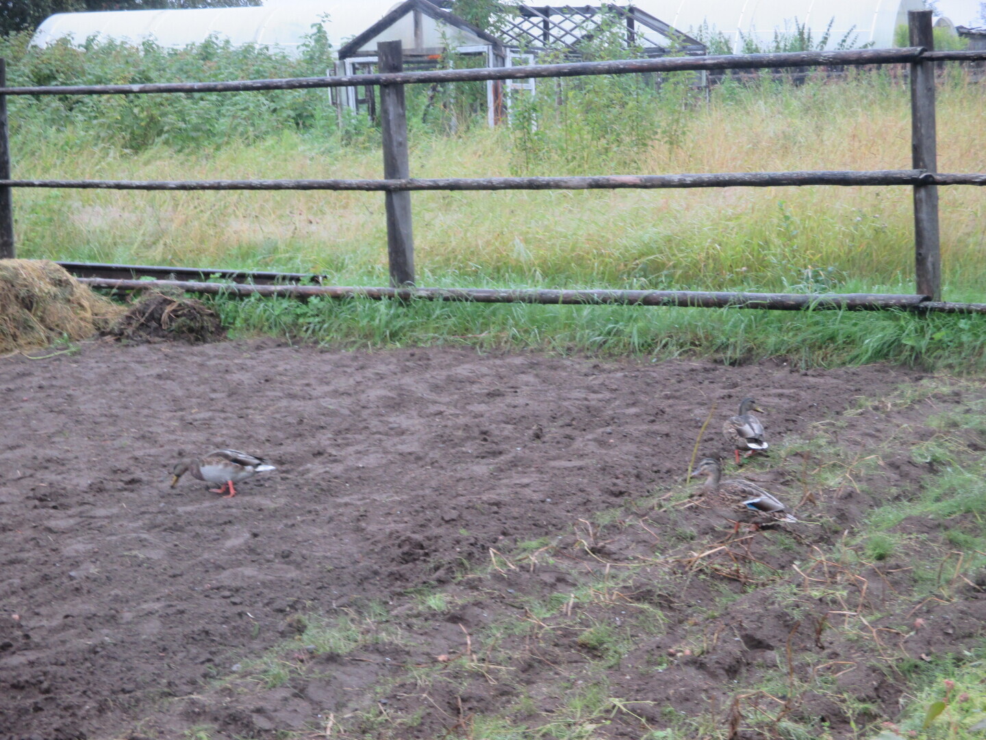 Окрестности нашей дачи