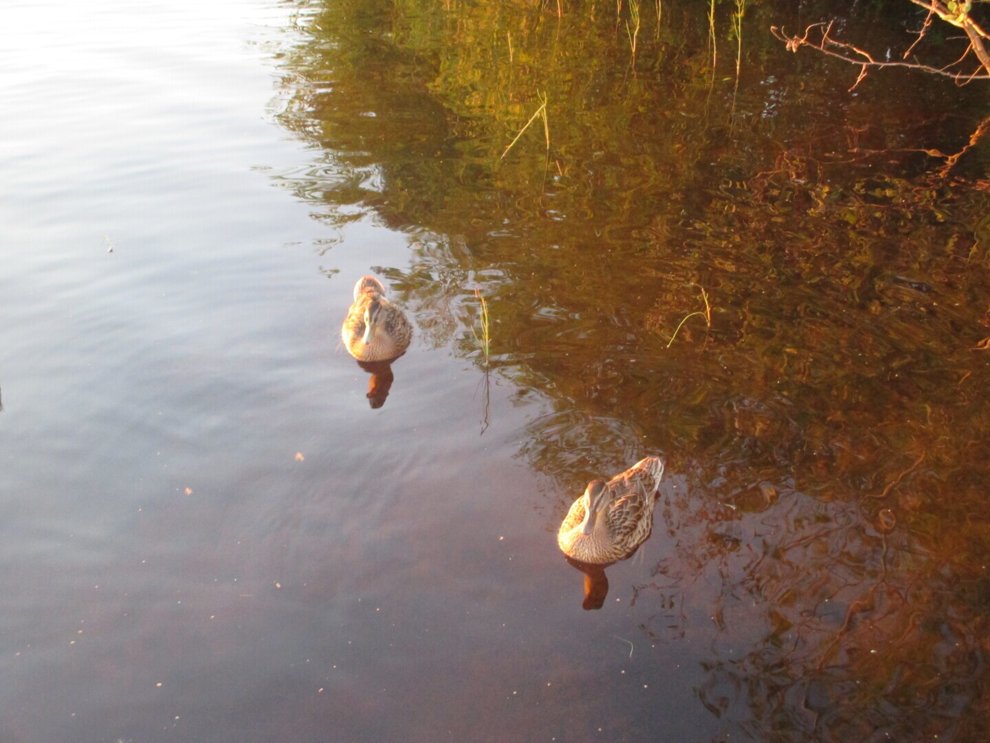 Окрестности нашей дачи