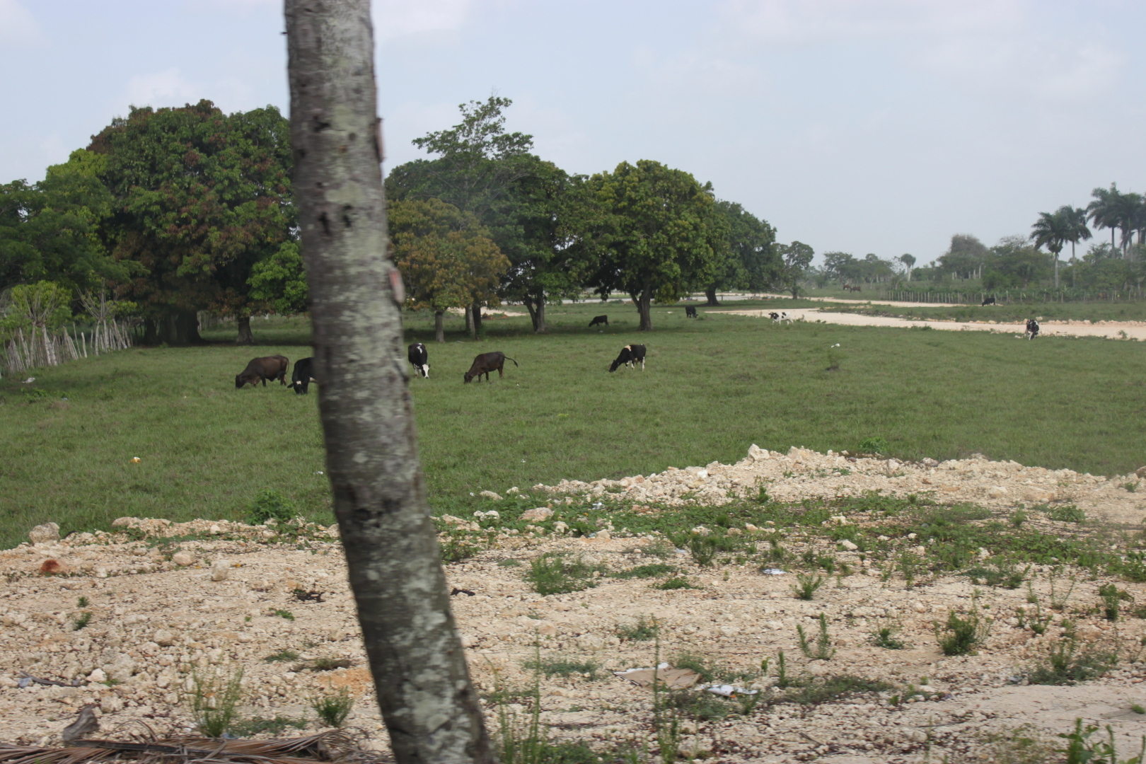Мое путешествие в Доминиканский рай: перелет на кукурузнике, шикарный водопад, катание на лошадях, местный колорит. Фотообзор. Часть 2