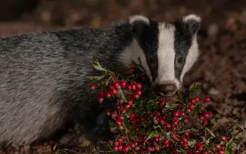 Барсучий жир - чтобы не кашлять.