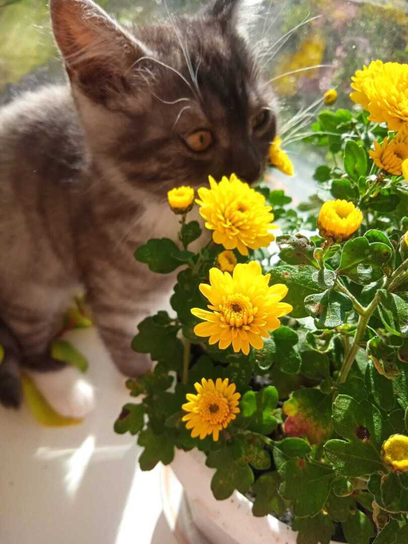 Как быстро мой котенок Барсик вырос: из маленького пушистого голубоглазого комочка и красивого желтоглазого кота Барса.