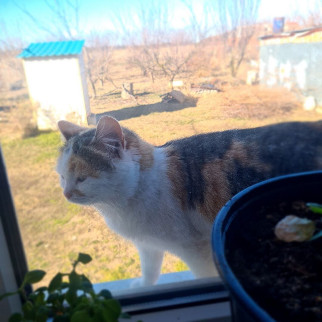 Не поехала на отчетную сессию главы, и вот почему