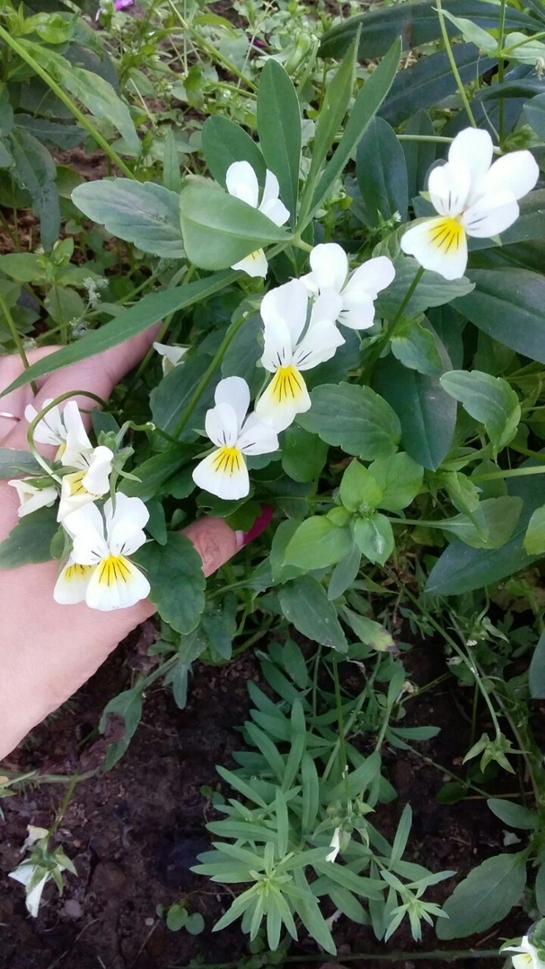 Личный опыт пользования жилым домом в сельской местности: размещение колодца на своем земельном участке, короткие разъяснения юриста