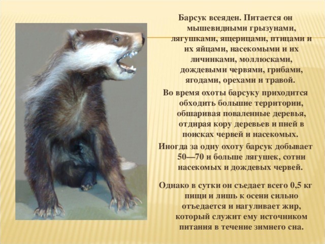 Барсучий жир - чтобы не кашлять.