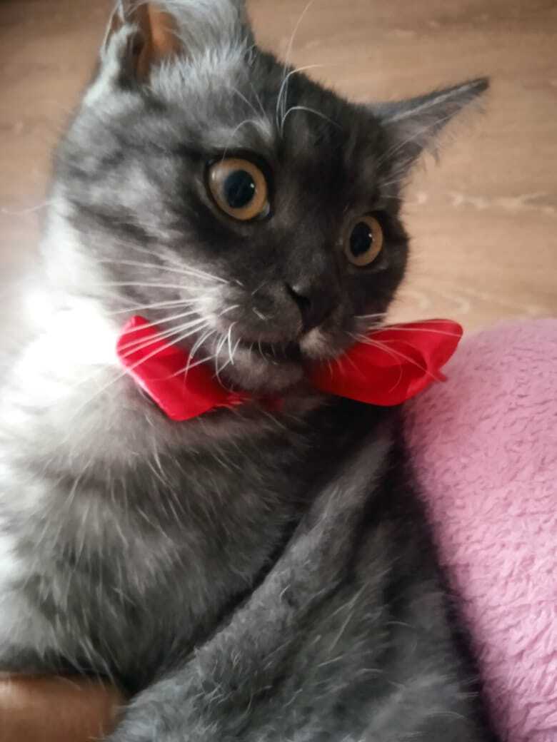 Как быстро мой котенок Барсик вырос: из маленького пушистого голубоглазого комочка и красивого желтоглазого кота Барса.