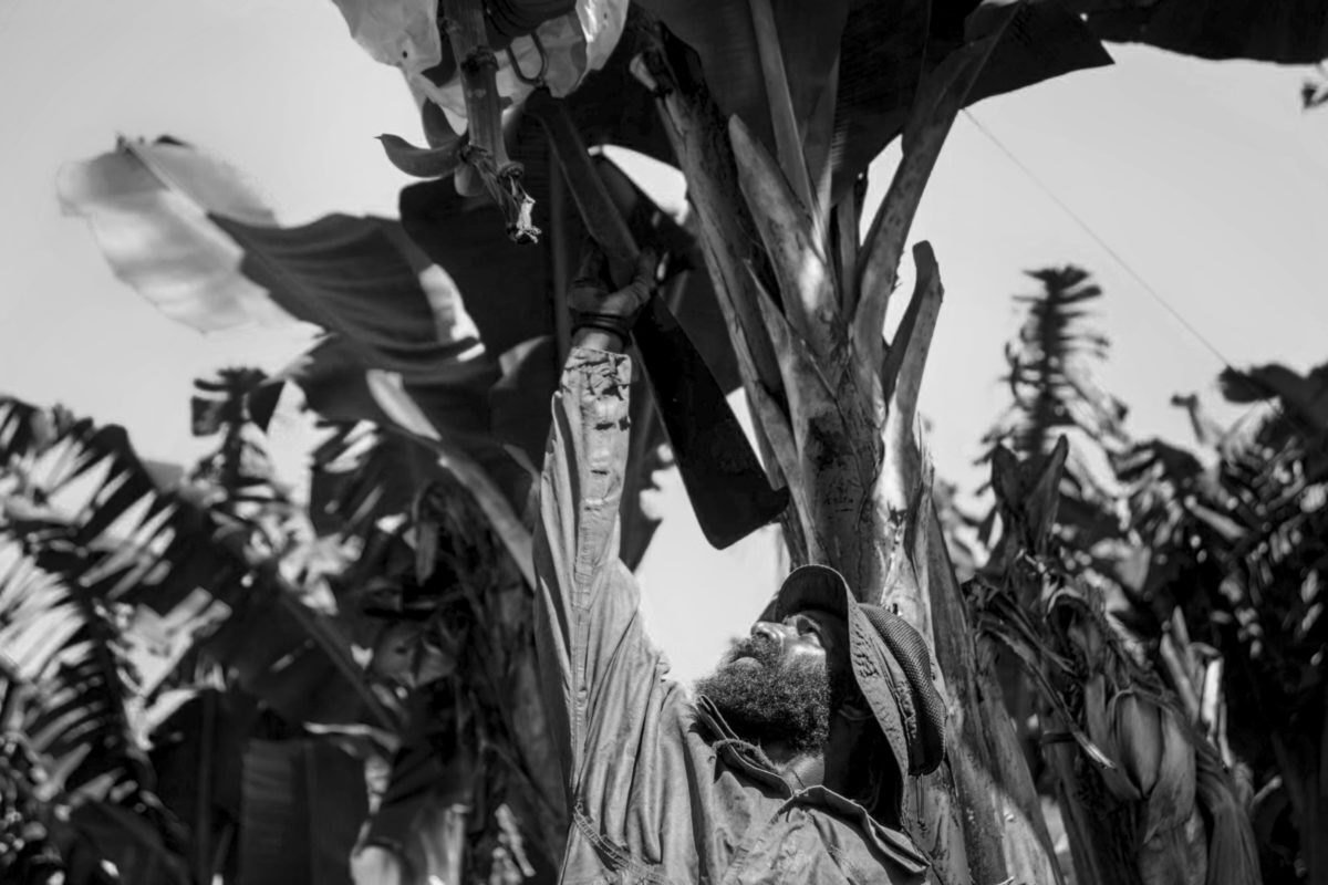 Банановая индустрия в Квинсленде