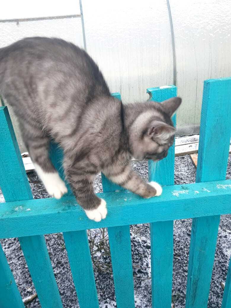 Как быстро мой котенок Барсик вырос: из маленького пушистого голубоглазого комочка и красивого желтоглазого кота Барса.