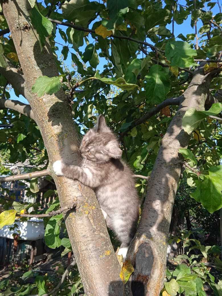 Как быстро мой котенок Барсик вырос: из маленького пушистого голубоглазого комочка и красивого желтоглазого кота Барса.