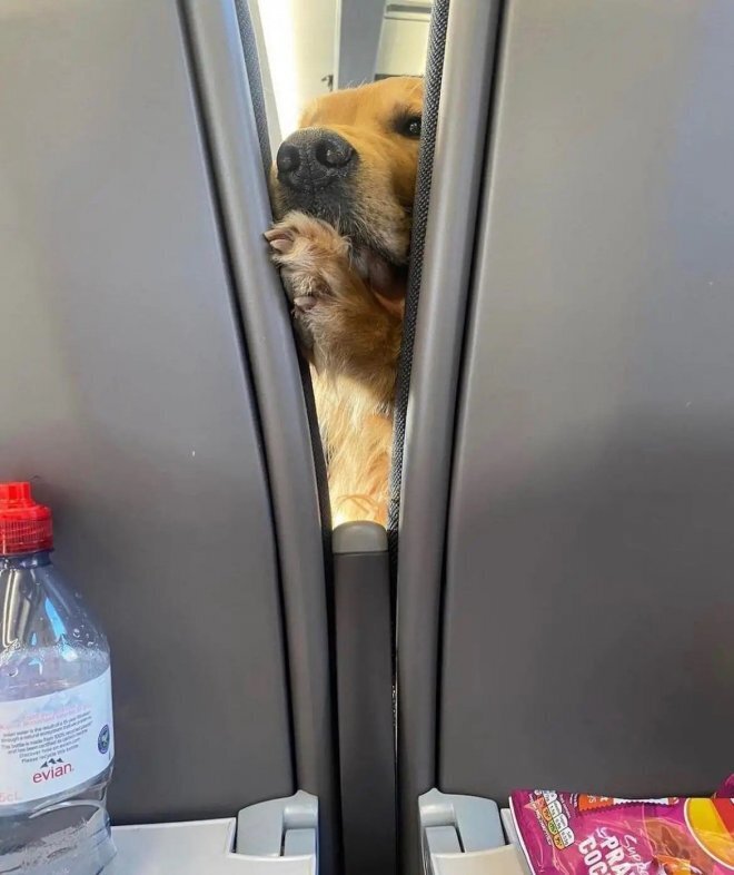 Забавный попутчик