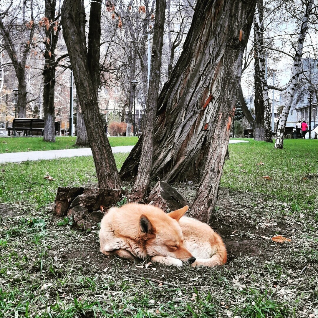 Животные моего города. Небольшой фоторепортаж.