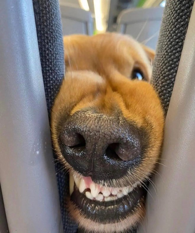 Забавный попутчик