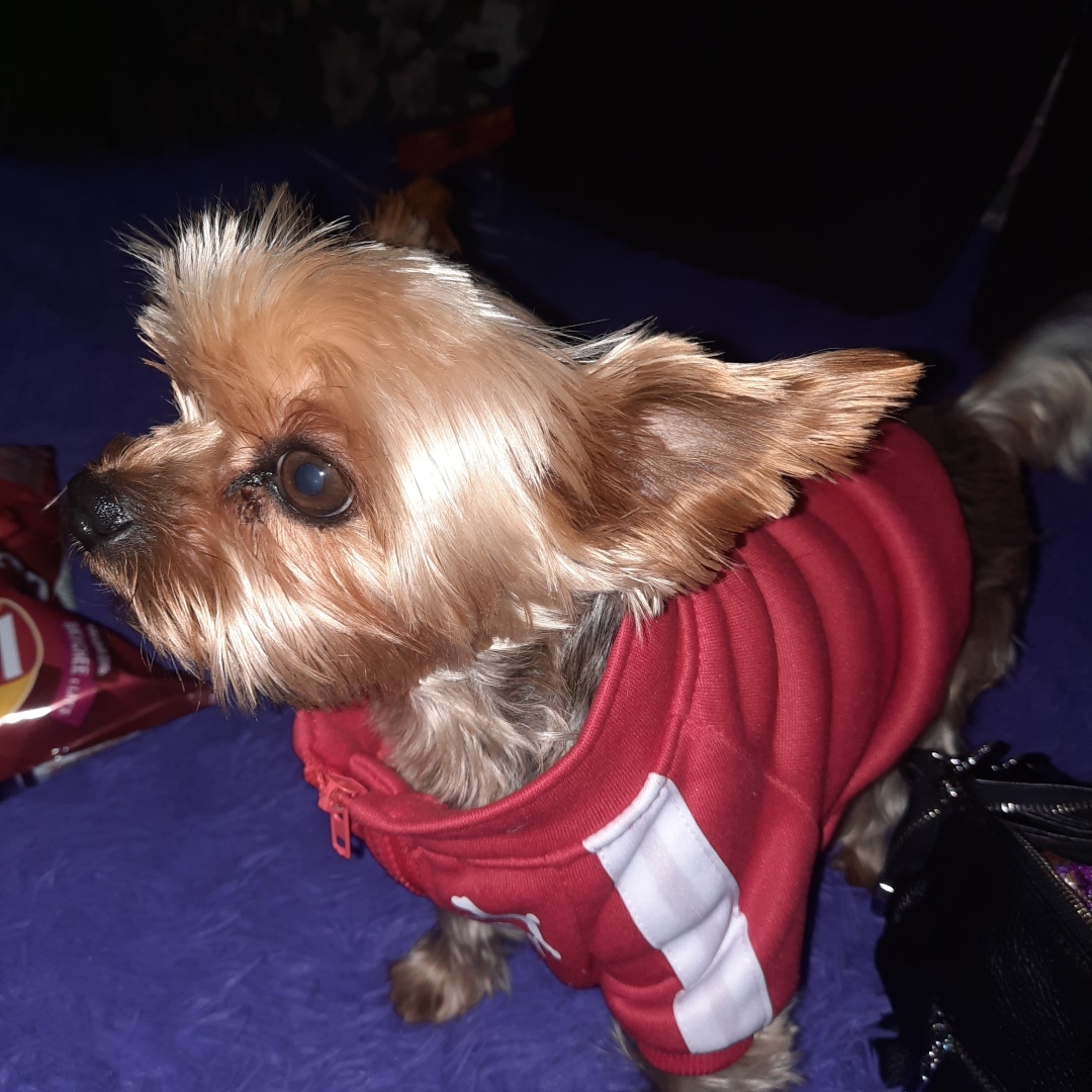 Животные моего города. Небольшой фоторепортаж.