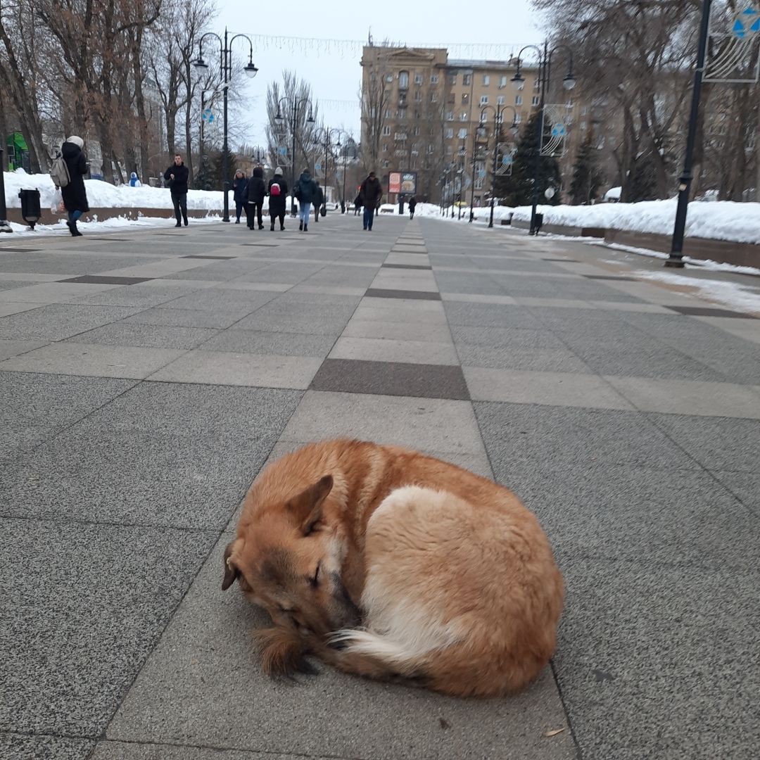 Животные моего города. Небольшой фоторепортаж.