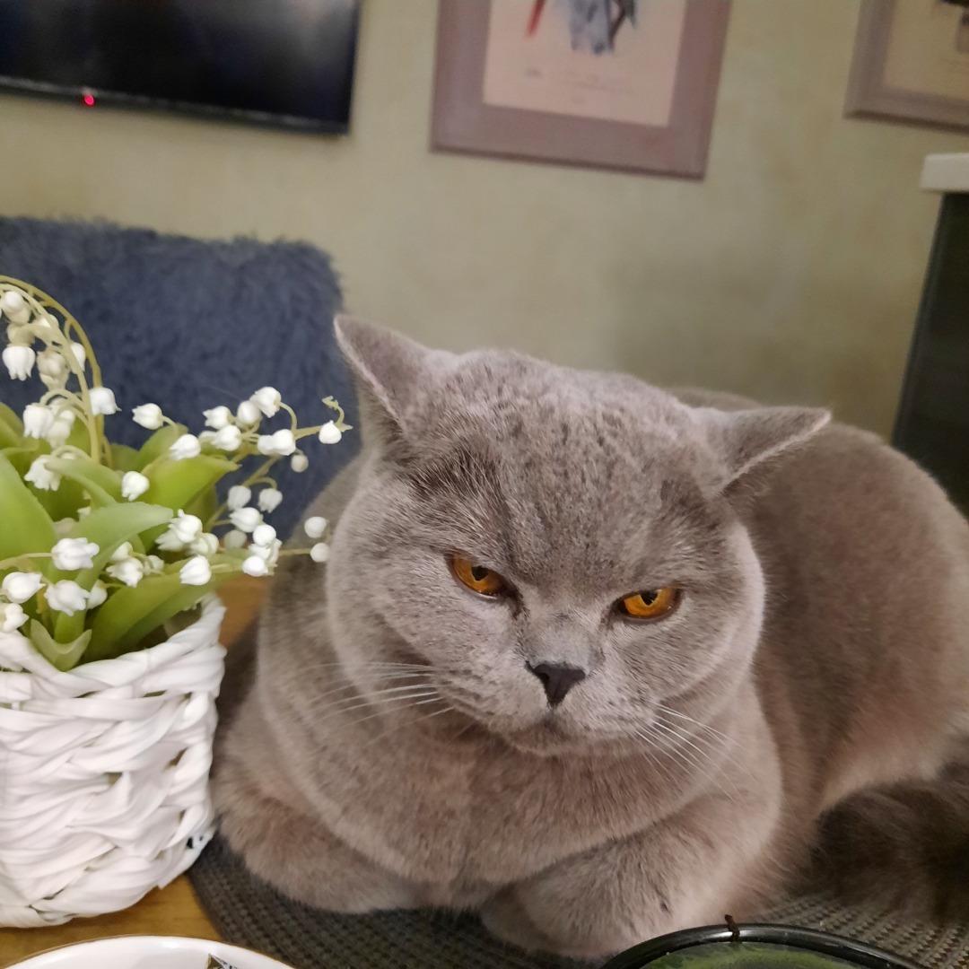 Животные моего города. Небольшой фоторепортаж.