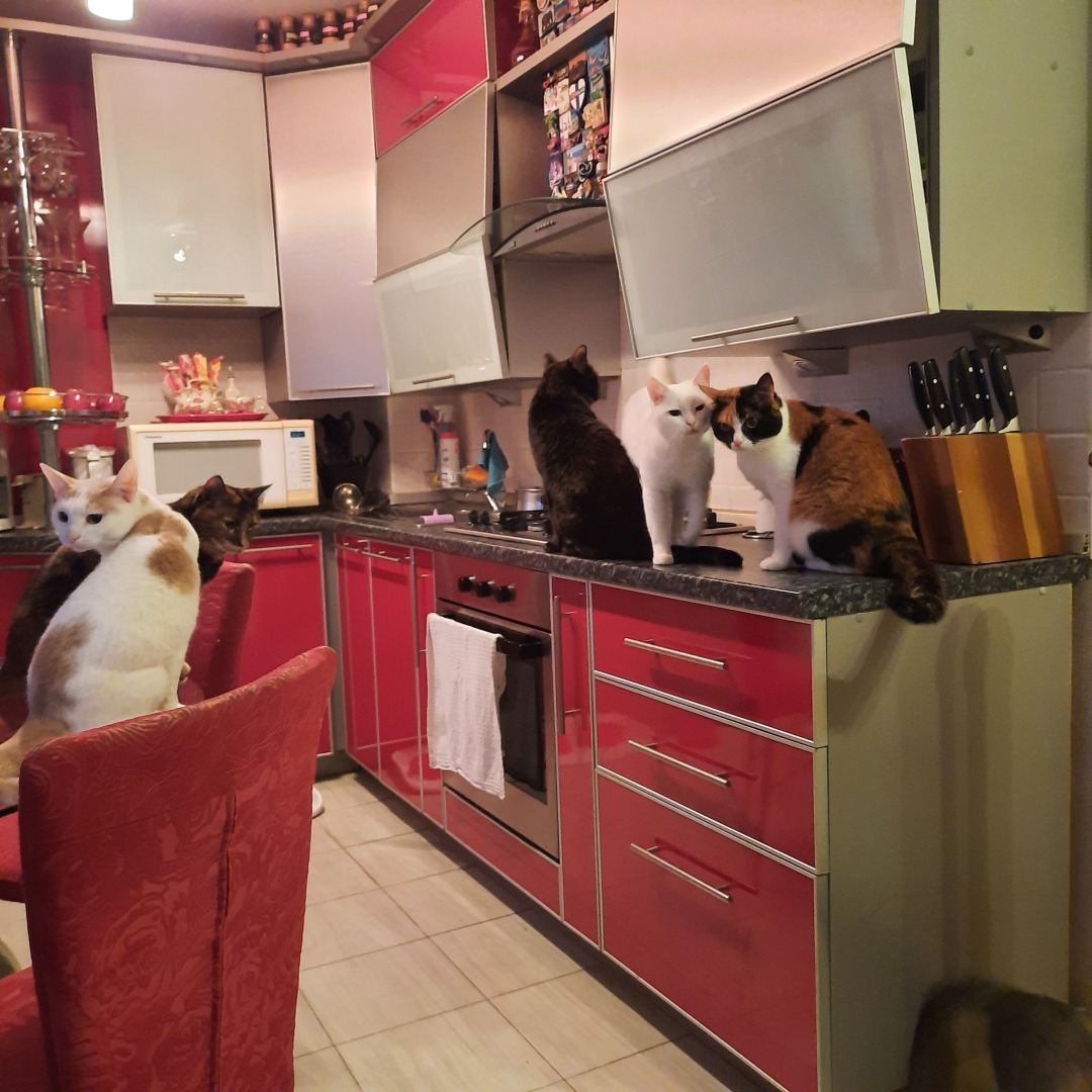 Животные моего города. Небольшой фоторепортаж.