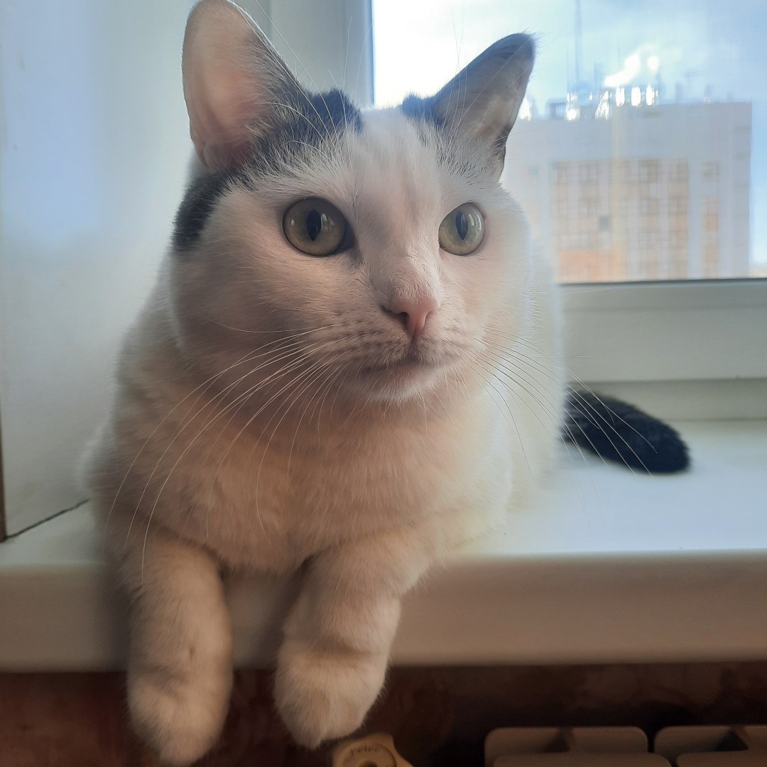 Животные моего города. Небольшой фоторепортаж.