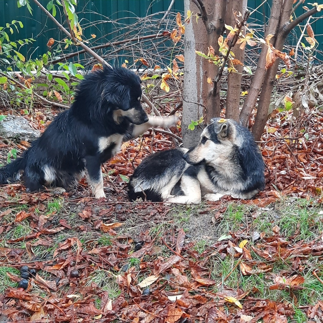Животные моего города. Небольшой фоторепортаж.