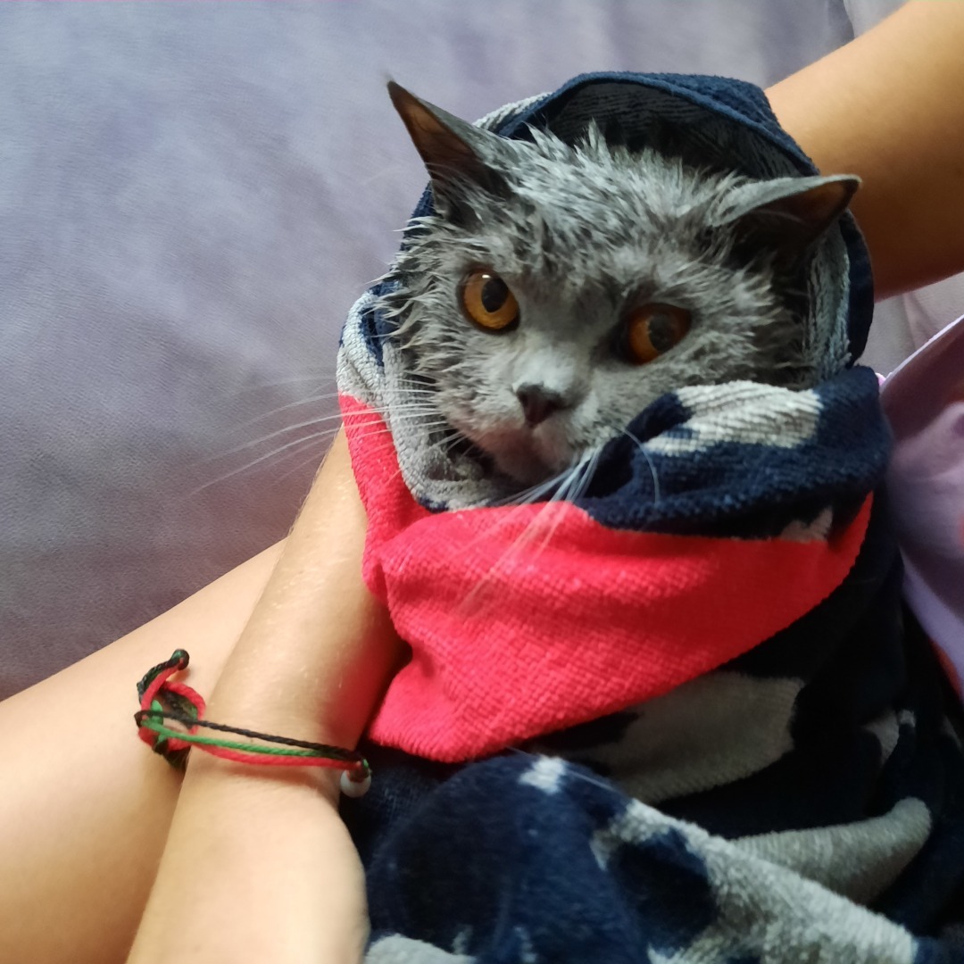 Животные моего города. Небольшой фоторепортаж.