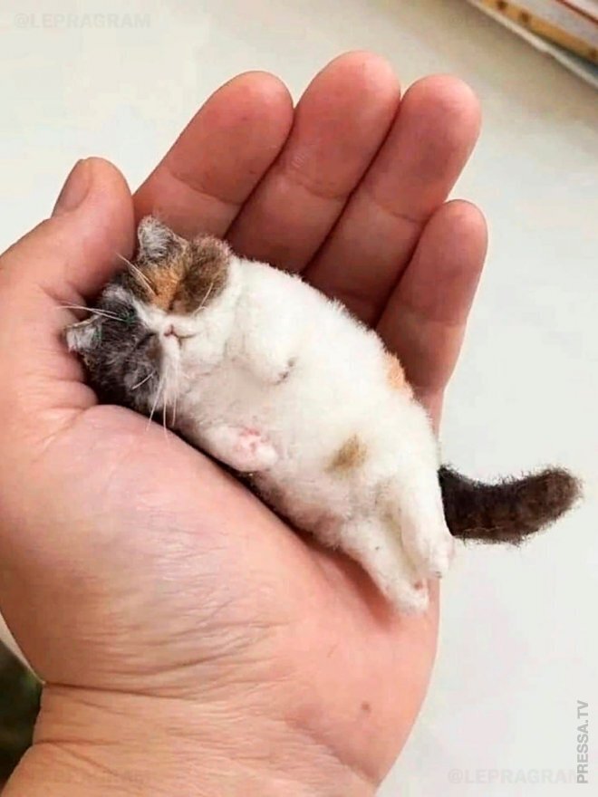 Парень свалял из вычесанной шерсти своей кошки её микрокопию