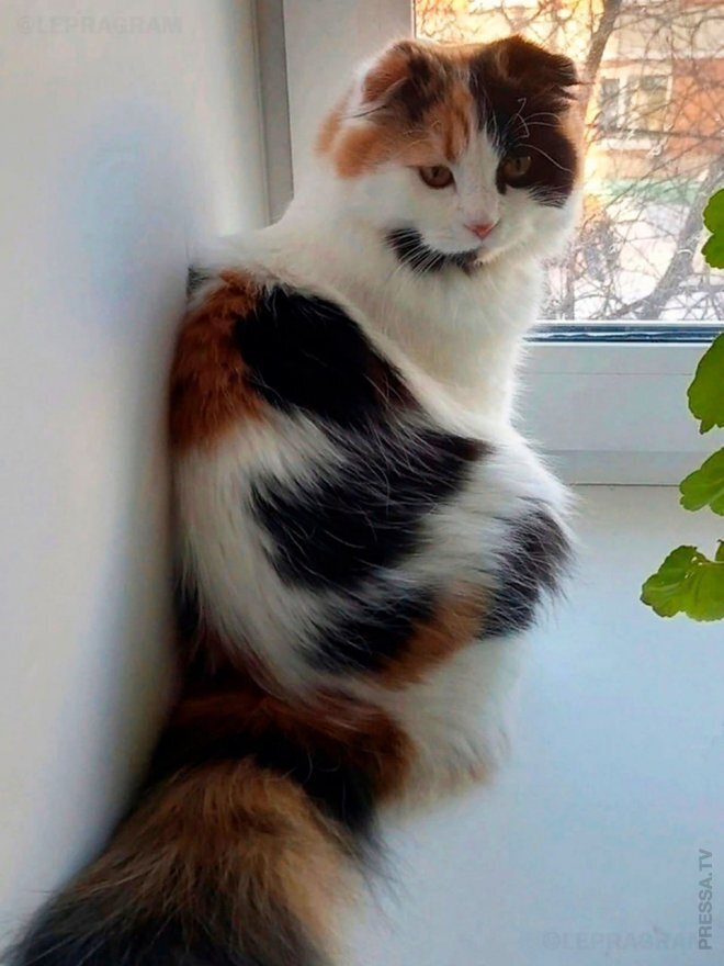 Парень свалял из вычесанной шерсти своей кошки её микрокопию