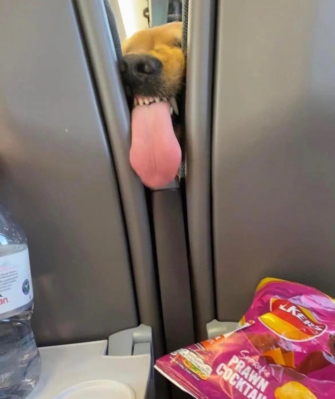 Забавный попутчик