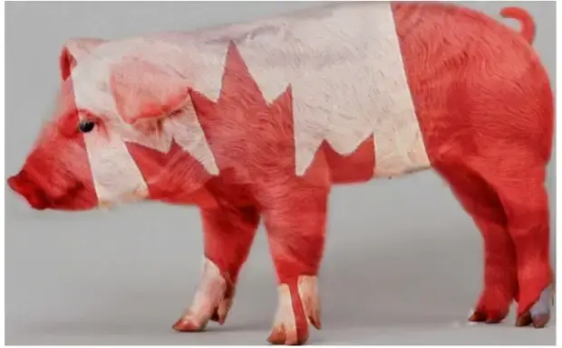 Ни вы, ни ваши свиньи не нужны